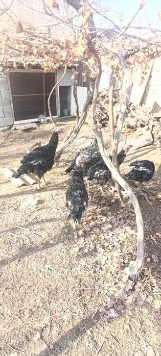 Индук хўроозлар сотилади