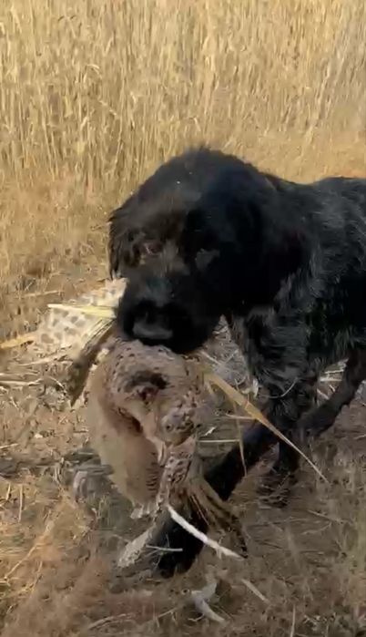 Продам дратхаара