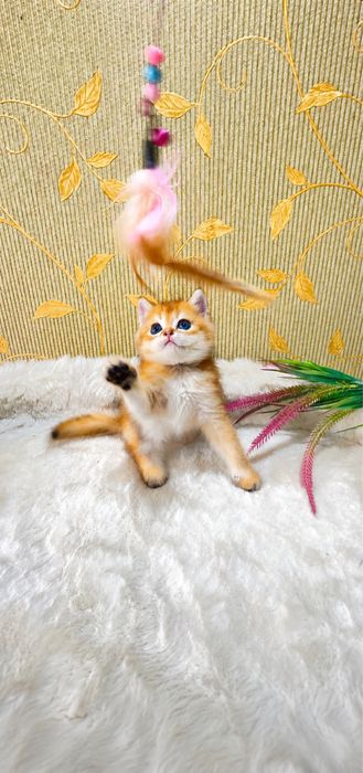 Красавчек слов нет! Британский