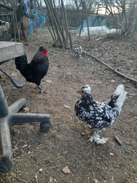 Cocos motat  și puica de anul acesta