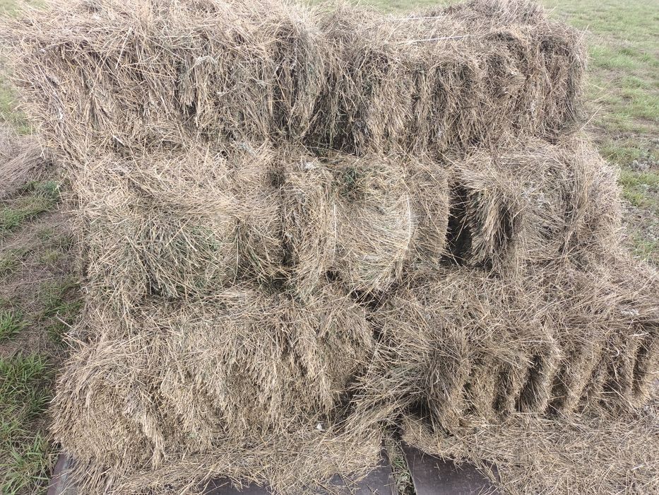 Продам сено житняк
