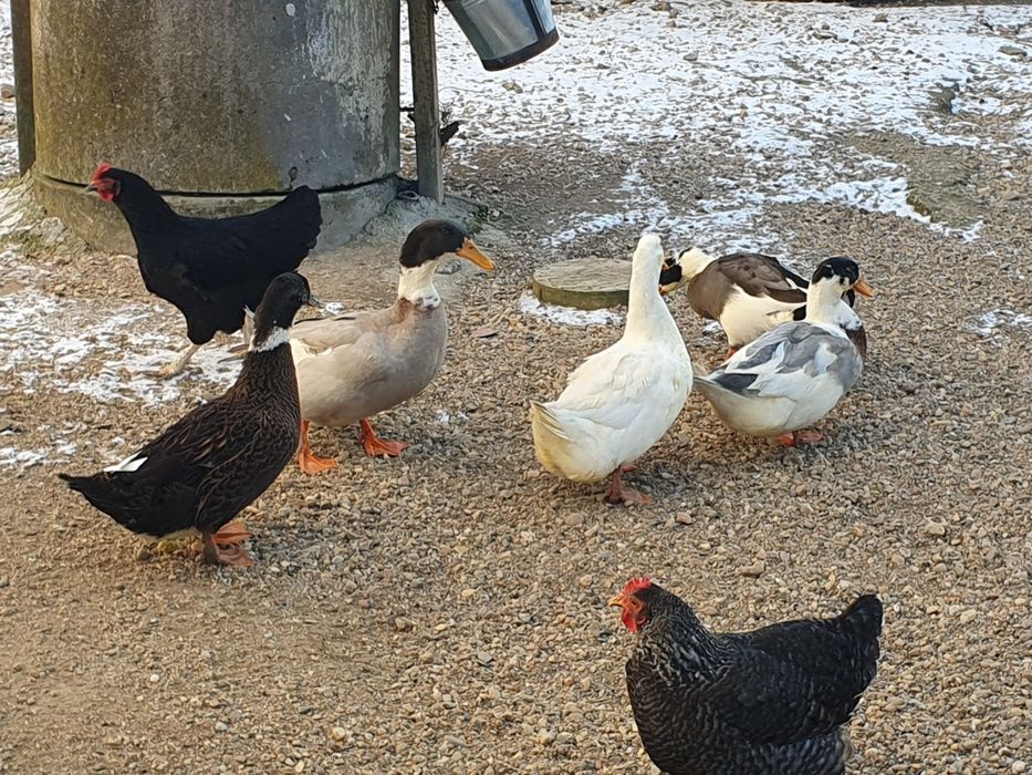 Rață de vânzare 7 bucați