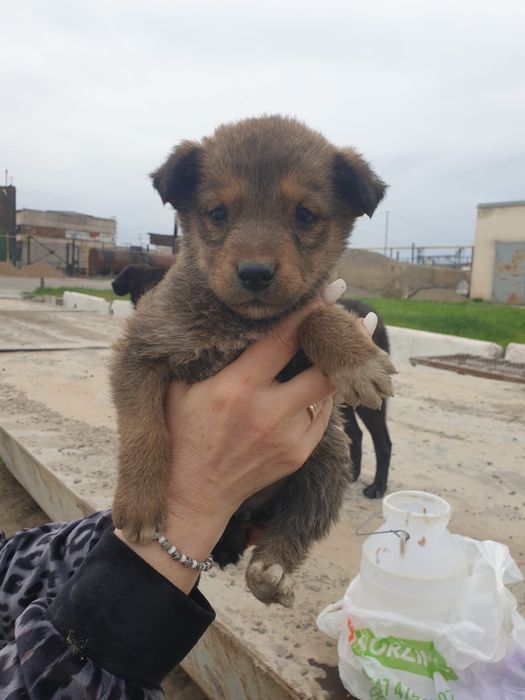 Отдам щенков (девочек) в хорошие руки