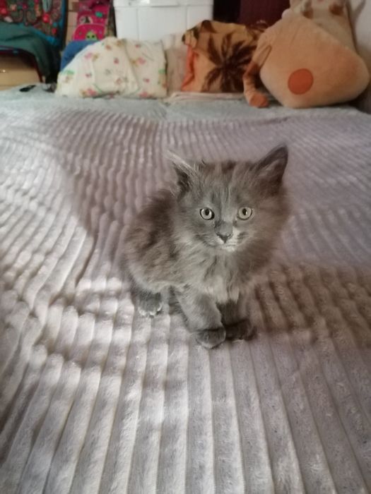 Отдам кошечка 2 месяца
