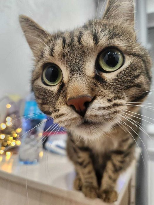 Отдам котенка в добрые руки