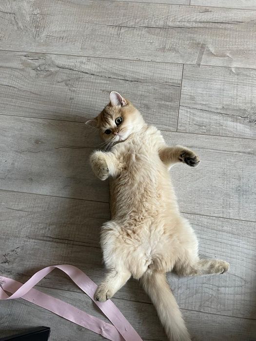 Британское чудо . мальчик золотой