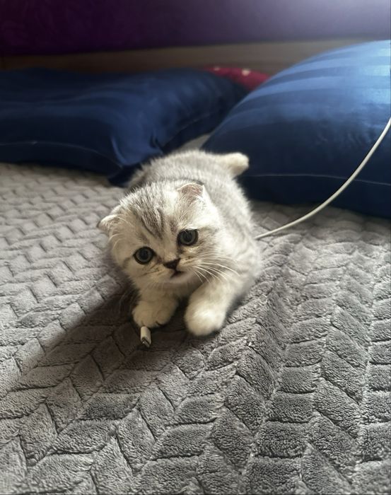 Продам шотландских котят
