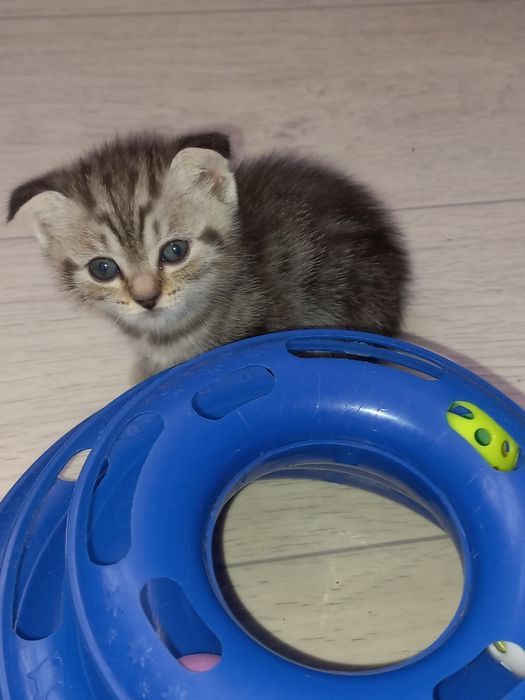 Продам шотландских котят.