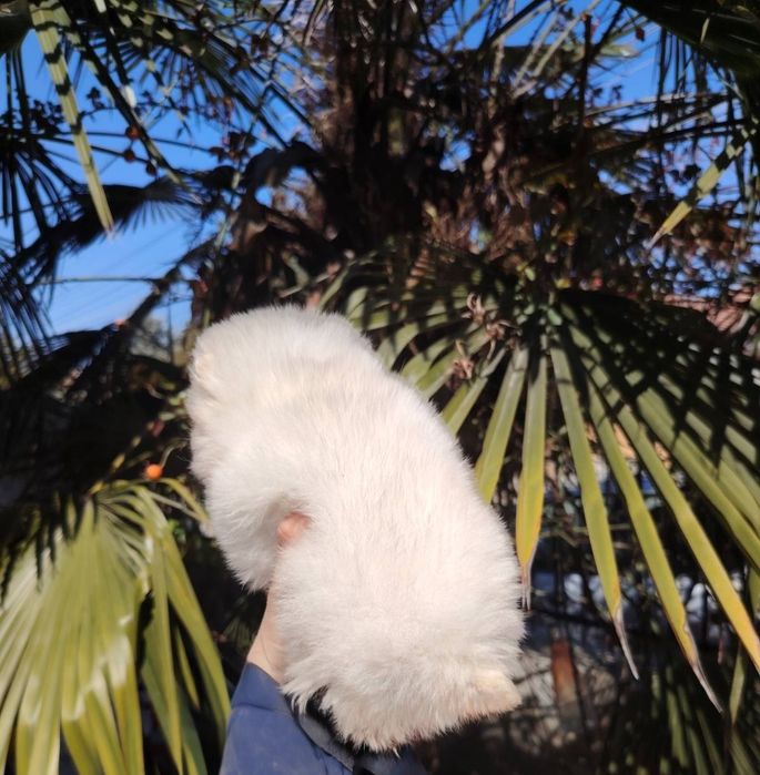 Мини-шпиц померан