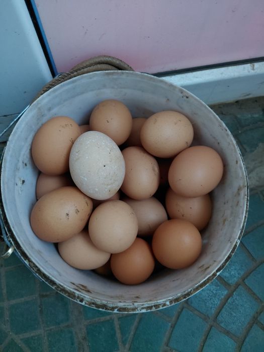 Продам яйцо высоко качественно вкусный крупный берите не пожелейете