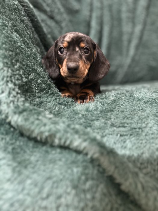 Femela teckel cu Certificat de Origine Pedigree FCI