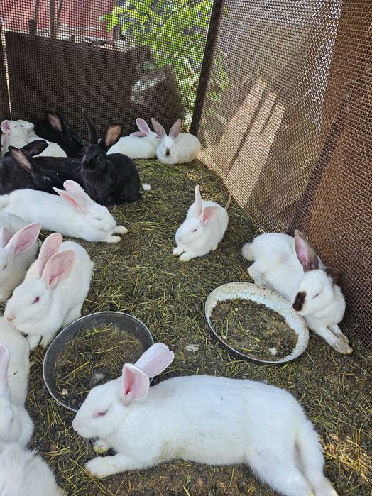 Vând iepurași 60-120 lei/buc, Pestisu Mare, Hunedoara