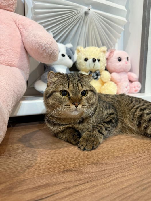 Отдам кошку в хорошие руки