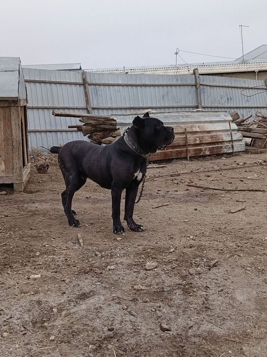 Kane korso 1 yarim yosh