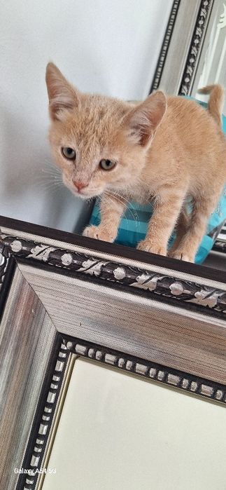 Красивый котенок  в добрые руки