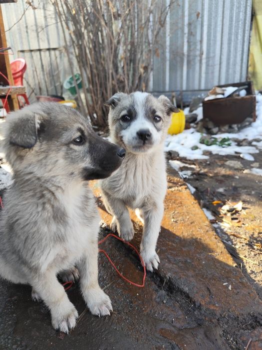 Отдам звоночков бесплатно