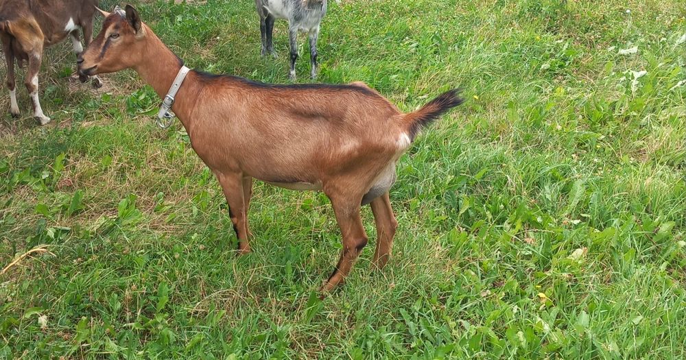 Căpriță de alpin francez