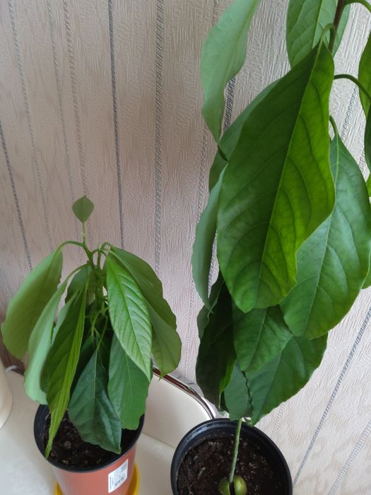 Продам комнатные растения