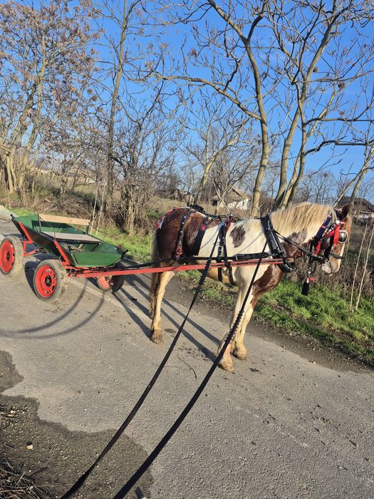 Vand  armasar  pinto perfect pentru echitatie si atelaj