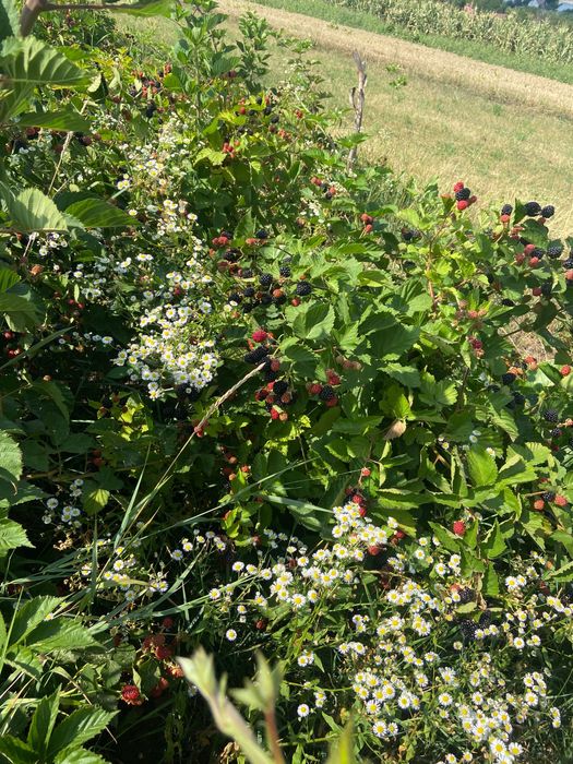 Vând mure de cultura