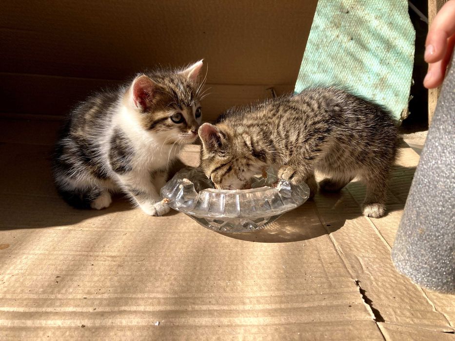Котета за осиновяване