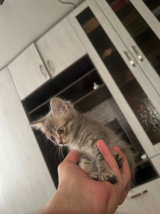 Отдам котят в добрые руки