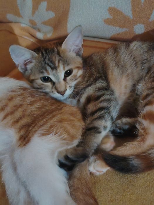 Подарявам женско котенце