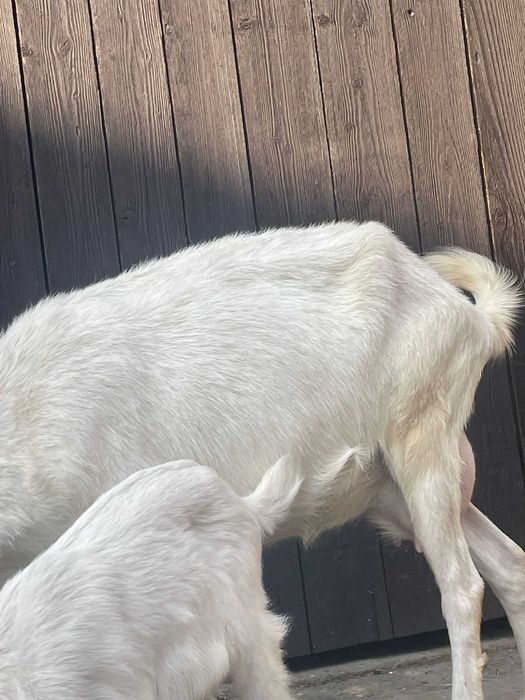 Când capra saanen originala