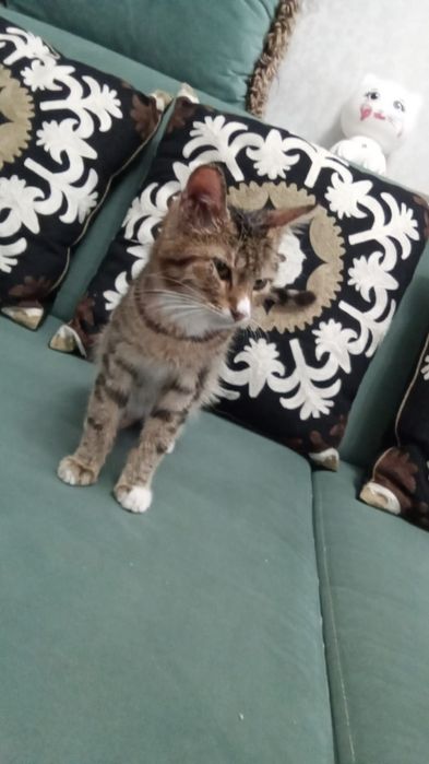 Кошка под именем Сашка