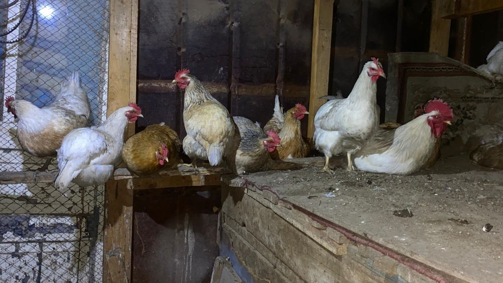 Куры Утки срочно продам по 5000