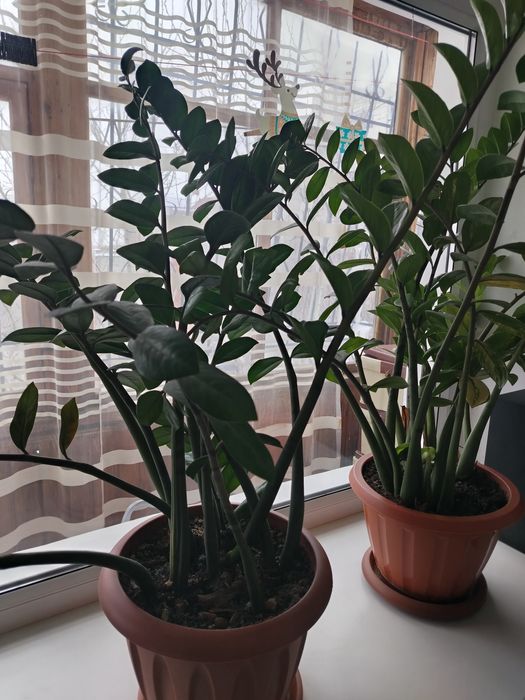 Цветы живые 140 и 150см