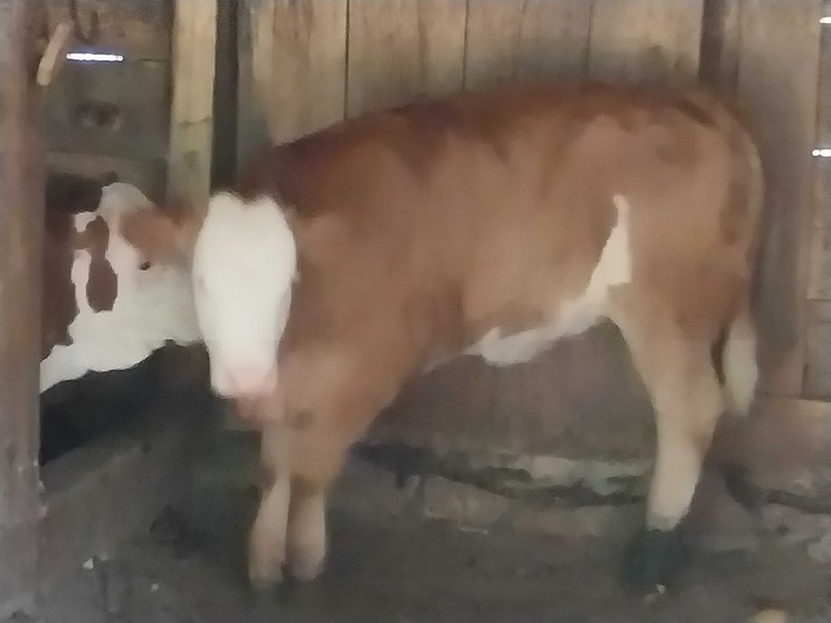 Vitele baltate de vanzare