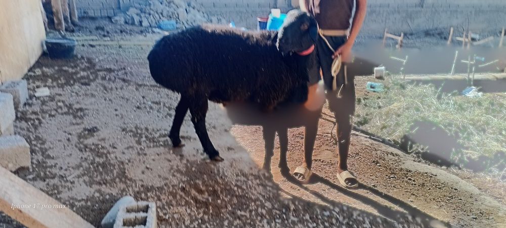 Katta qoʻchqor sotiladi 2tish