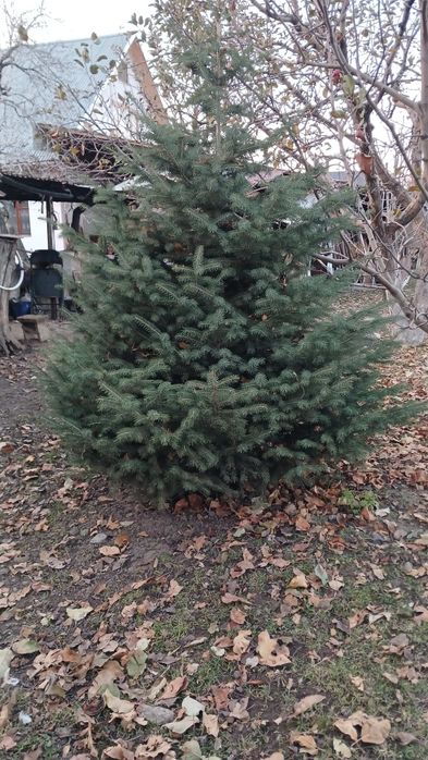 Продам живую Тянь-Шаньскую ель