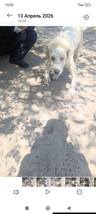 Собака бесплатно