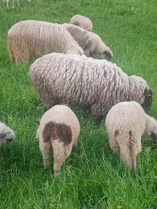 Vând capre și × berbeci