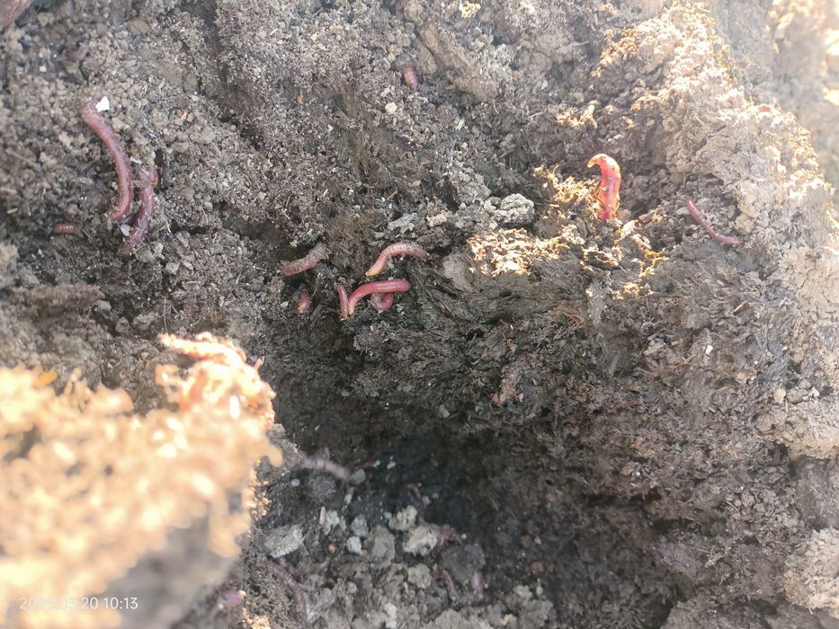 калифорниялык шылаушын