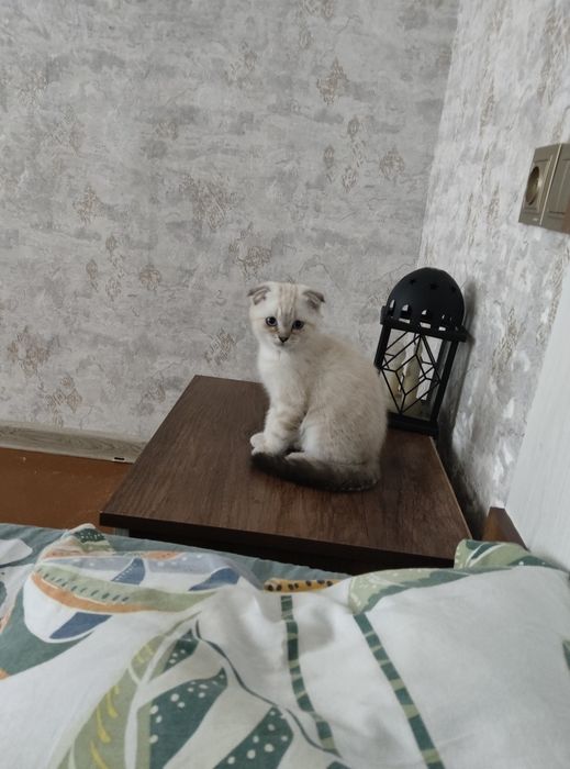 Продается котенок девочка скотиш фолд родилась 4 апреля