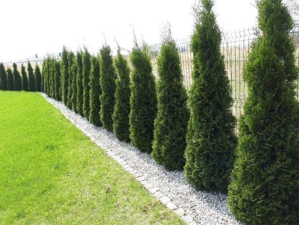 Туя смарагд