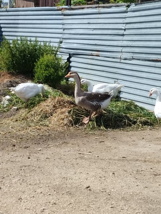 Продам домашних гусей
