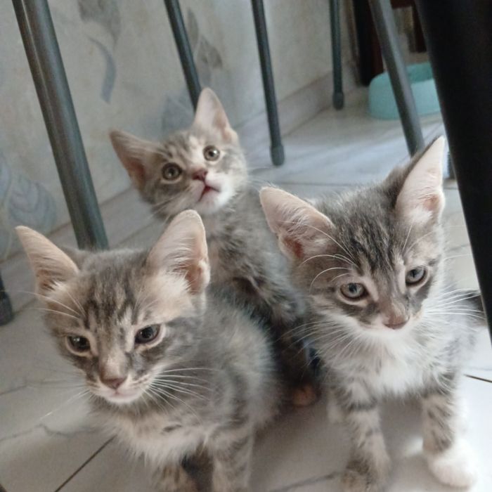 Отдам в хорошие руки котят
