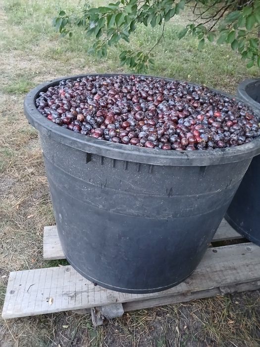 Prune de vânzare