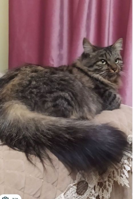 Сибирские котята