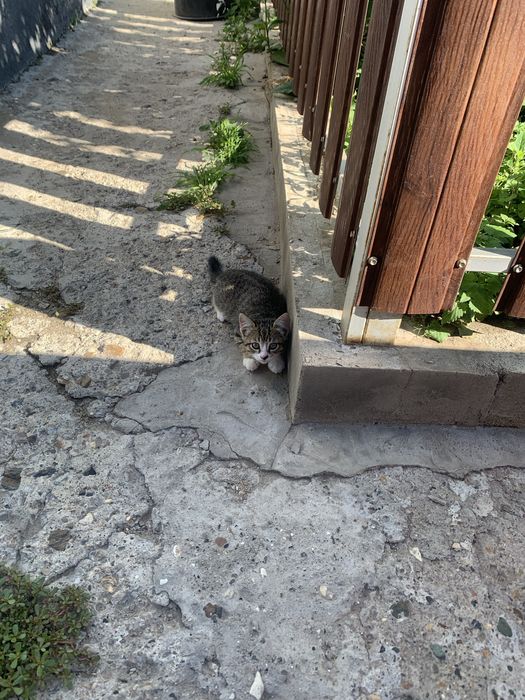 Отдам котят в добрые руки