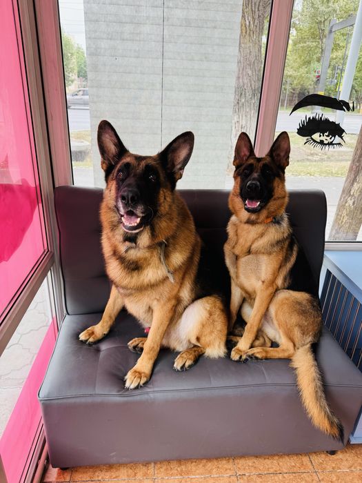 Щенки немецкой овчарки