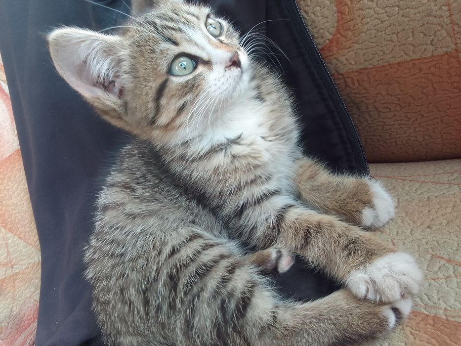 Отдам красивых котят