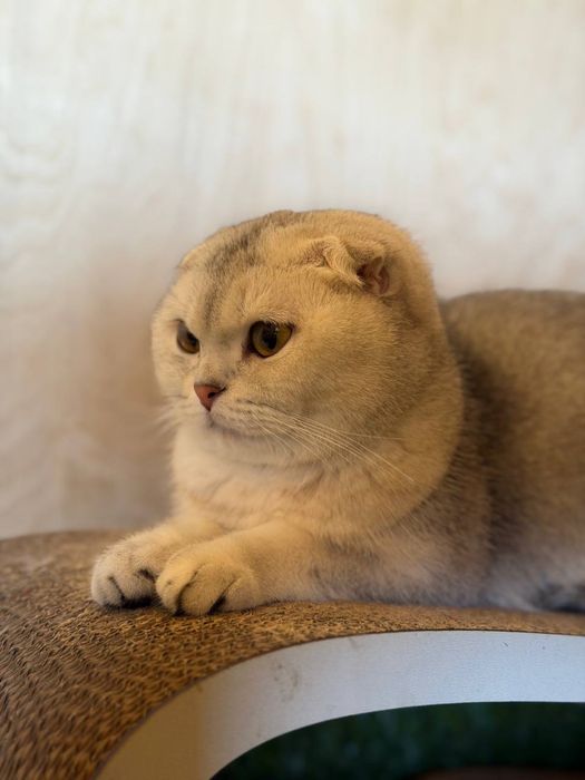 Продается пара котят муж жена для себя так и для вязки!