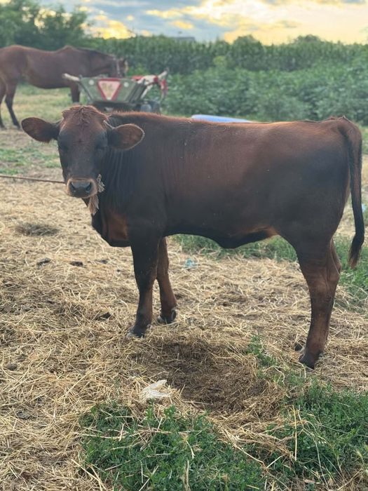 Disponibilă vițică angus de 4 luni !