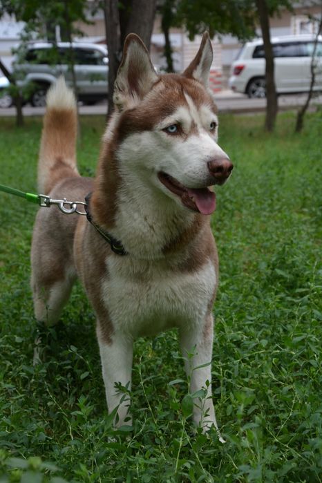 Вязка сибирский хаски кобель