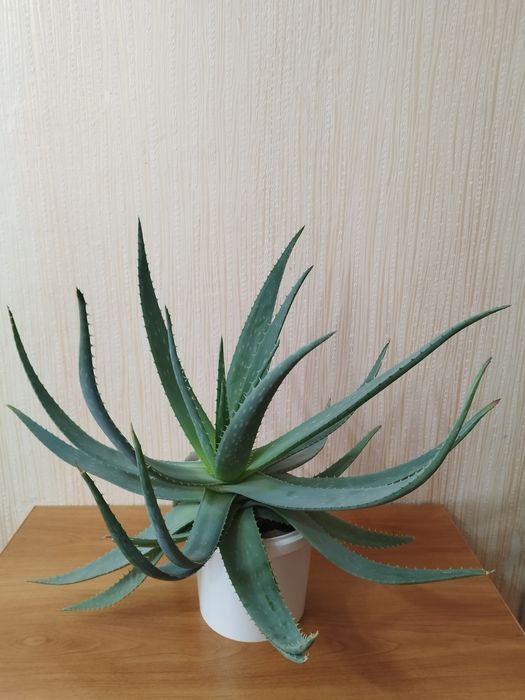 Алое вера,Алой .